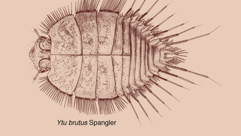 Illustration for article titled What are the very punniest scientific names?